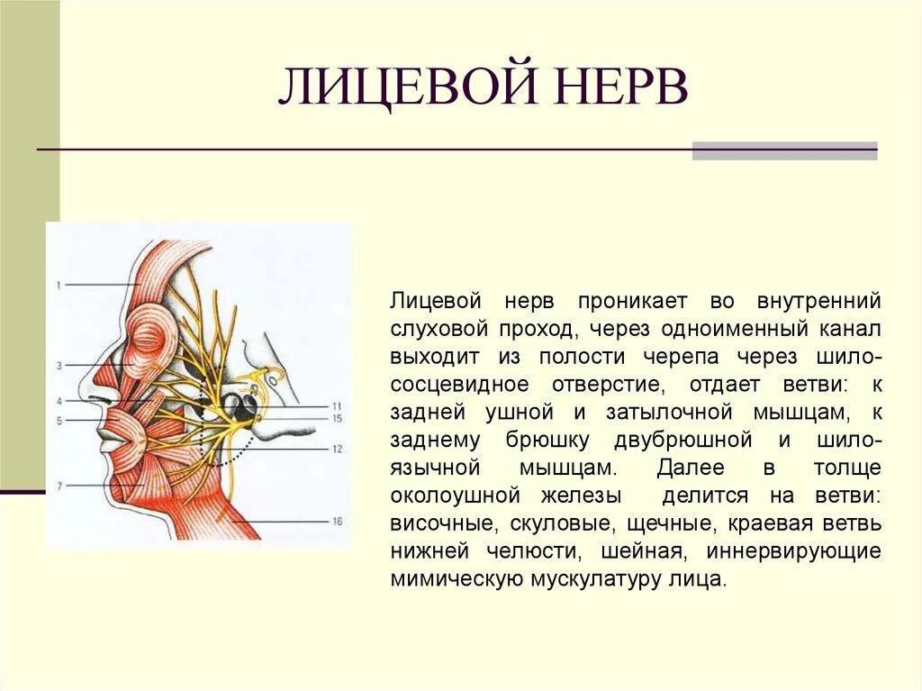 Лицевой нерв анатомия кратко. Особенности строения лицевого нерва. Путь лицевого нерва кратко. Лицевой нерв анатомия схема.