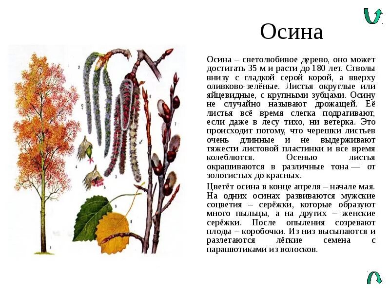 Осина краткое описание для гербария. Осина дерево. Осина обыкновенная дерево. Какие отношения складываются между осиной и березой