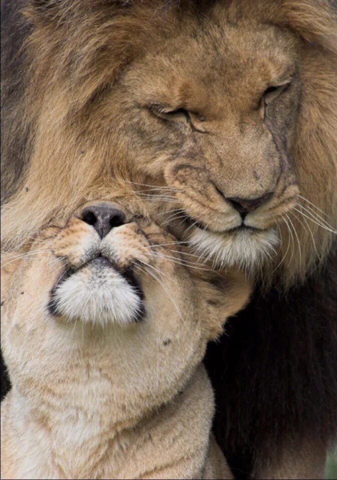 Лев и львица. Львы любовь. Спокойной ночи Лев. Спокойный Лев. Скучаю лев