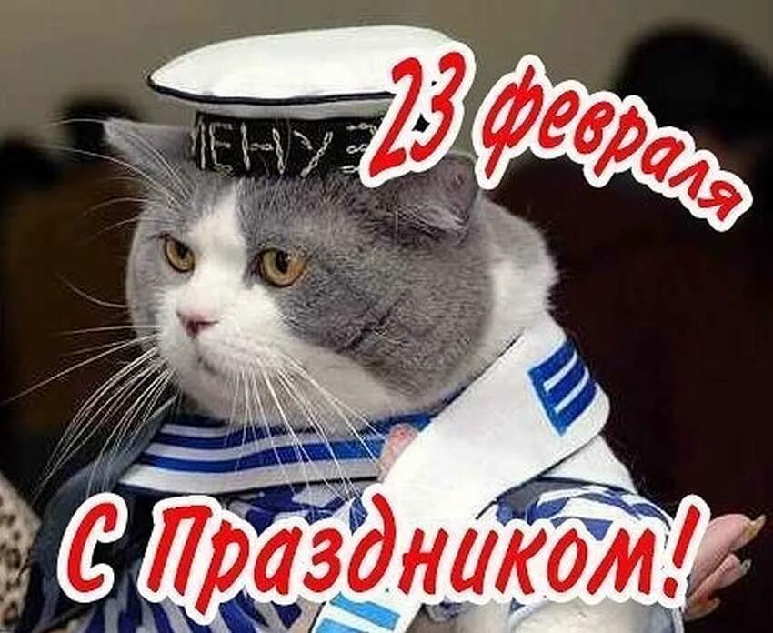С днем защитника отечества с животными. 23 февраля котики. открытки с 23 февраля с животными. кот в матросской форме картинки. картинка кот защитник кошечки.