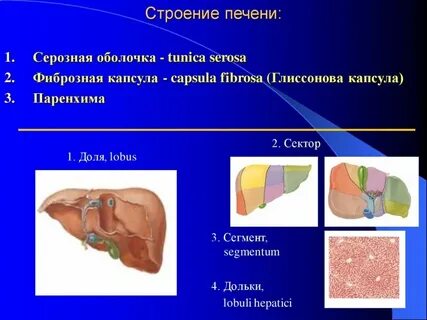 Слизистая печени