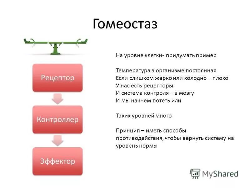 клетки участвующие в гомеостазе