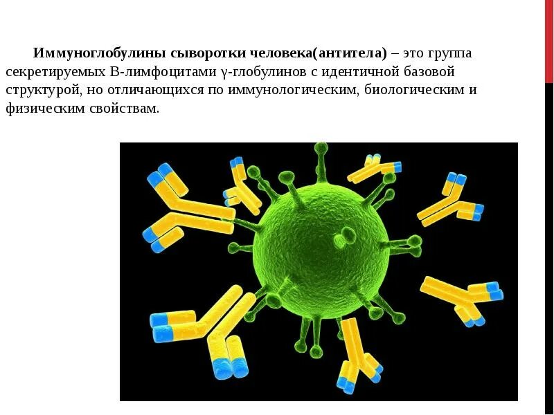 Иммуноглобулины. Иммуноглобулины g и m. Иммуноглобулин м. Иммуноглобулин g.