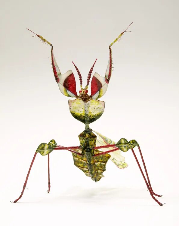 Богомол Idolomantis diabolica. Богомол Creobroter meleagris. Орхидейный богомол. Богомол чертов цветок.