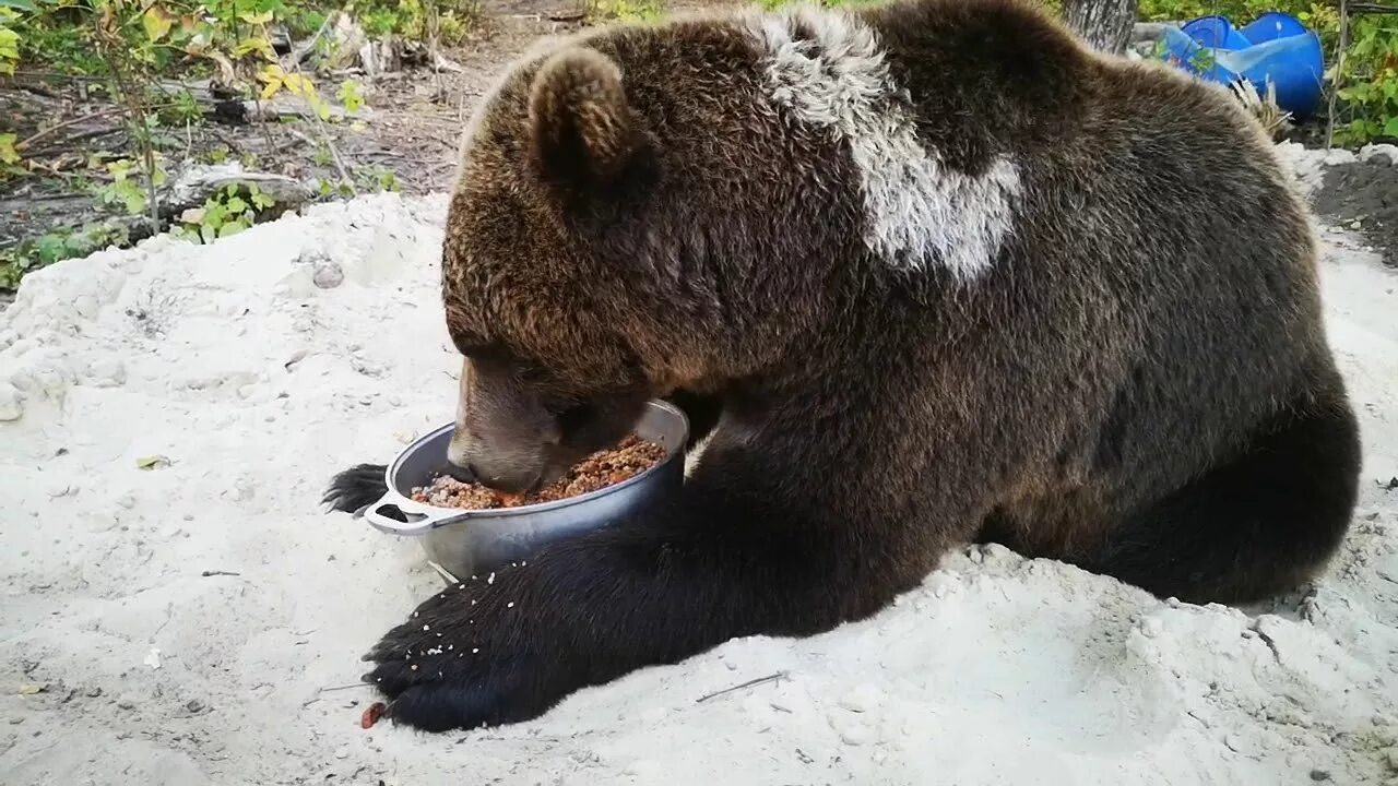 Почему медведь не съел машу. Медвежонок ест. Медведь ест. Довольный медведь. Медведь кушает.