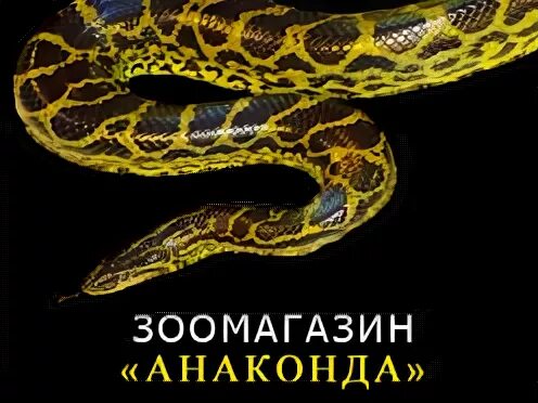 Анаконда логотип. Зоомагазин в нижнем ломове. Анаконда нижний новгород. Анаконда зоомагазин в нижнем новгороде. Анаконда зоомагазин в нижнем новгороде.
