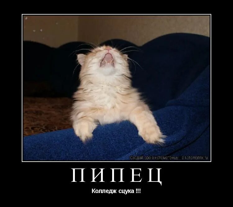 котик в шоке. как выглядит барсик. животные с юмором. кота запеленали. енот сережа.