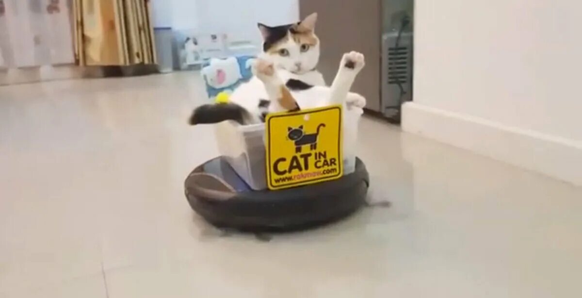 Коты катаются на пылесосе. Кот на роботе пылесосе. кот катается на пылесосе. робот-пылесос и кошка. кот ездит на роботе пылесосе.