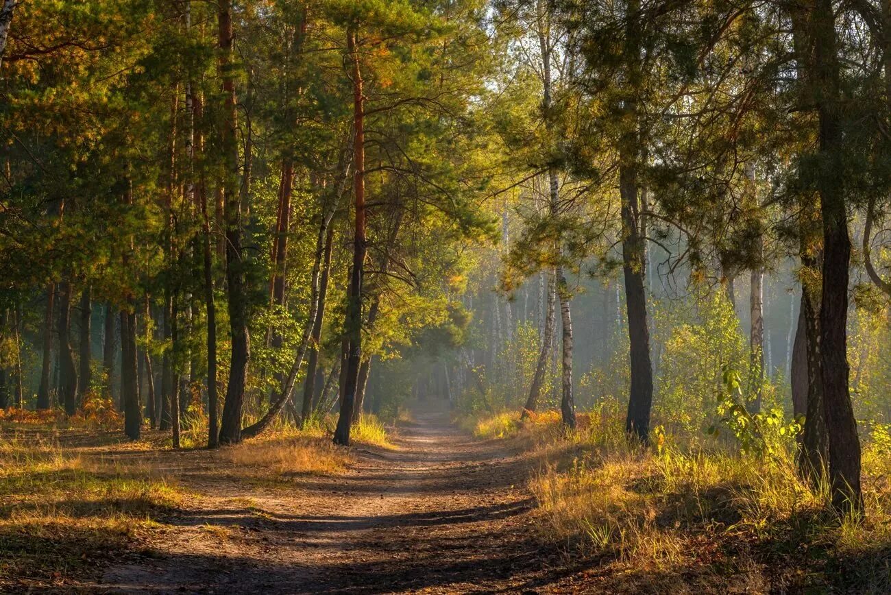 Лесной пейзаж. Лес ранней осенью. Утро в лесу. Утренний лес. Ранним утром сентября