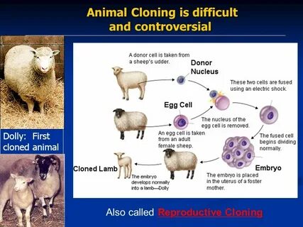 Cloning into