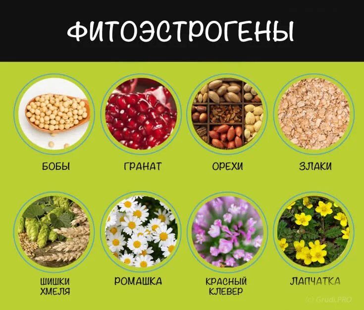 Травы при климаксе приливах. Сборы для женщин травяные. Травы с фитоэстрогенами. Травы для женщин после 40. Лечебные травы при климаксе.