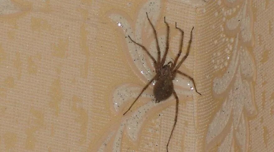 Увидеть паука на полу примета. Пауки в доме. Беременный паук домашний. Беременные пауки домашние. Паук ползает по человеку.
