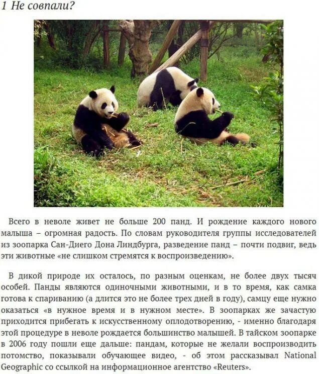 Факты о пандах для детей. Удивительные факты о панде. Панда описание для детей. Интересная информация о большой панде. Удивительные факты о панде.