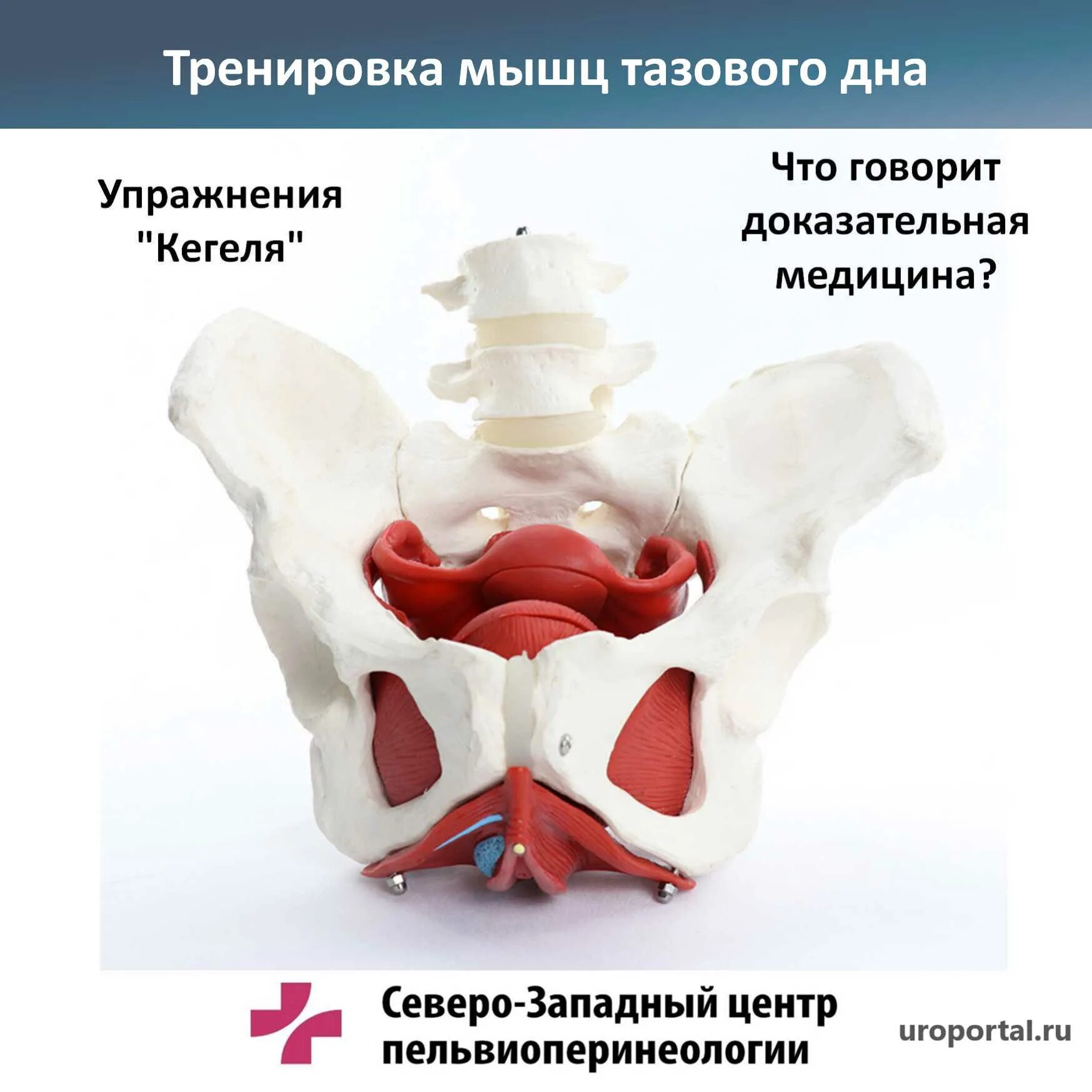 Гипертонус тазовых мышц. Мышцы тазового дна у мужчин. строение тазового дна у мужчин. строение тазового дна у женщин. мышцы тазового дна и прямой кишки.