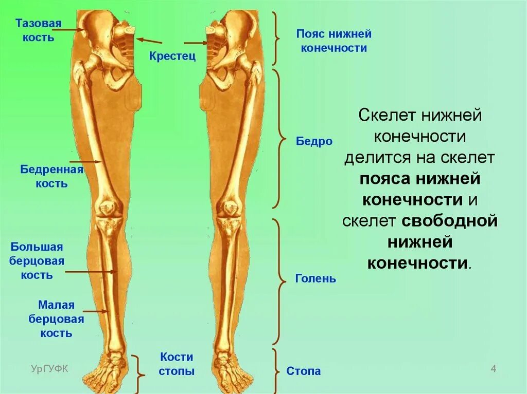 Описание голени