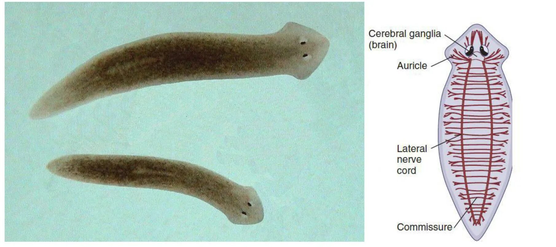 Плоские черви живу. Плоские черви молочная планария. Планарии паразиты. Планария дугезия. Ресничные черви белая планария.