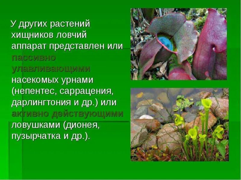 Ловчие листья имеются у. Ловчие аппараты растений. ловчие аппараты насекомоядных растений. ловчие аппараты хищных растений. хищные растения презентация.