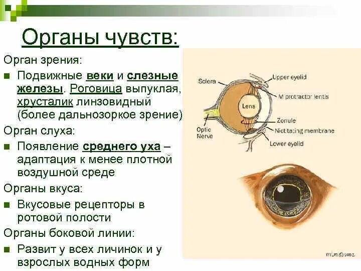 Орган зрения. Органы чувств орган зрения. Строение глаза слезная железа. Органы зрения амфибий. Содержит несколько слоев нейронов содержит роговицу защищает