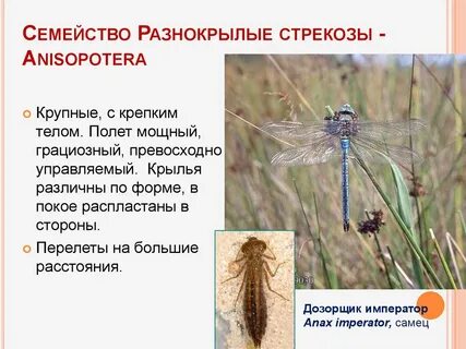 Тип питания стрекозы
