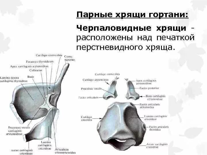 Укажите хрящи гортани. Строение гортани черпаловидные хрящи. Строение гортани парные хрящи. Строение гортани клиновидный хрящ. Клиновидный хрящи гортани анатомия.