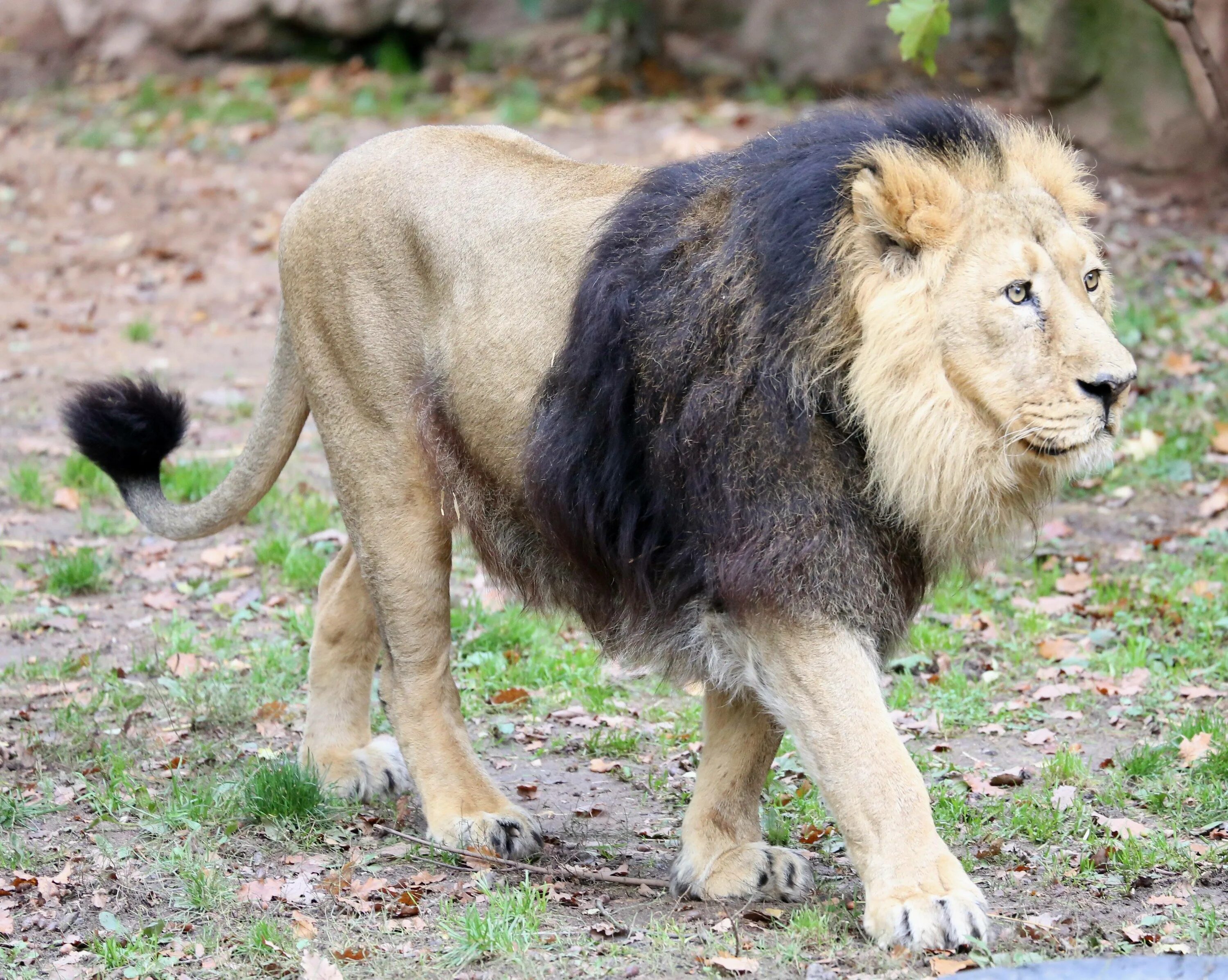 Азиатский Лев (Panthera Leo persica). Трансваальский Лев. Берберийский Лев (Panthera Leo Leo). Сенегальский (западноафриканский) Лев. Б н львов