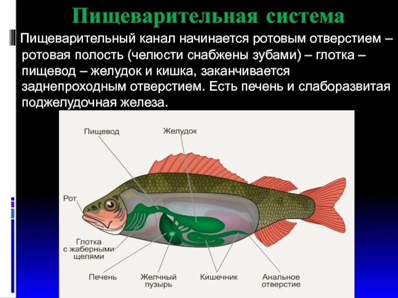 Строение органов пищеварительной системы рыбы. Надкласс рыбы пищеварительная система. Пищеварительная система рыб 7 класс биология. Пищеварительная система рыб 7 класс.