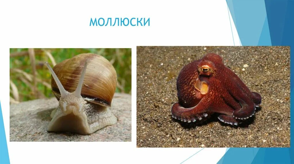 Моллюсков 5 класс. Моллюски проект. Царство моллюсков. Царство животных моллюски.