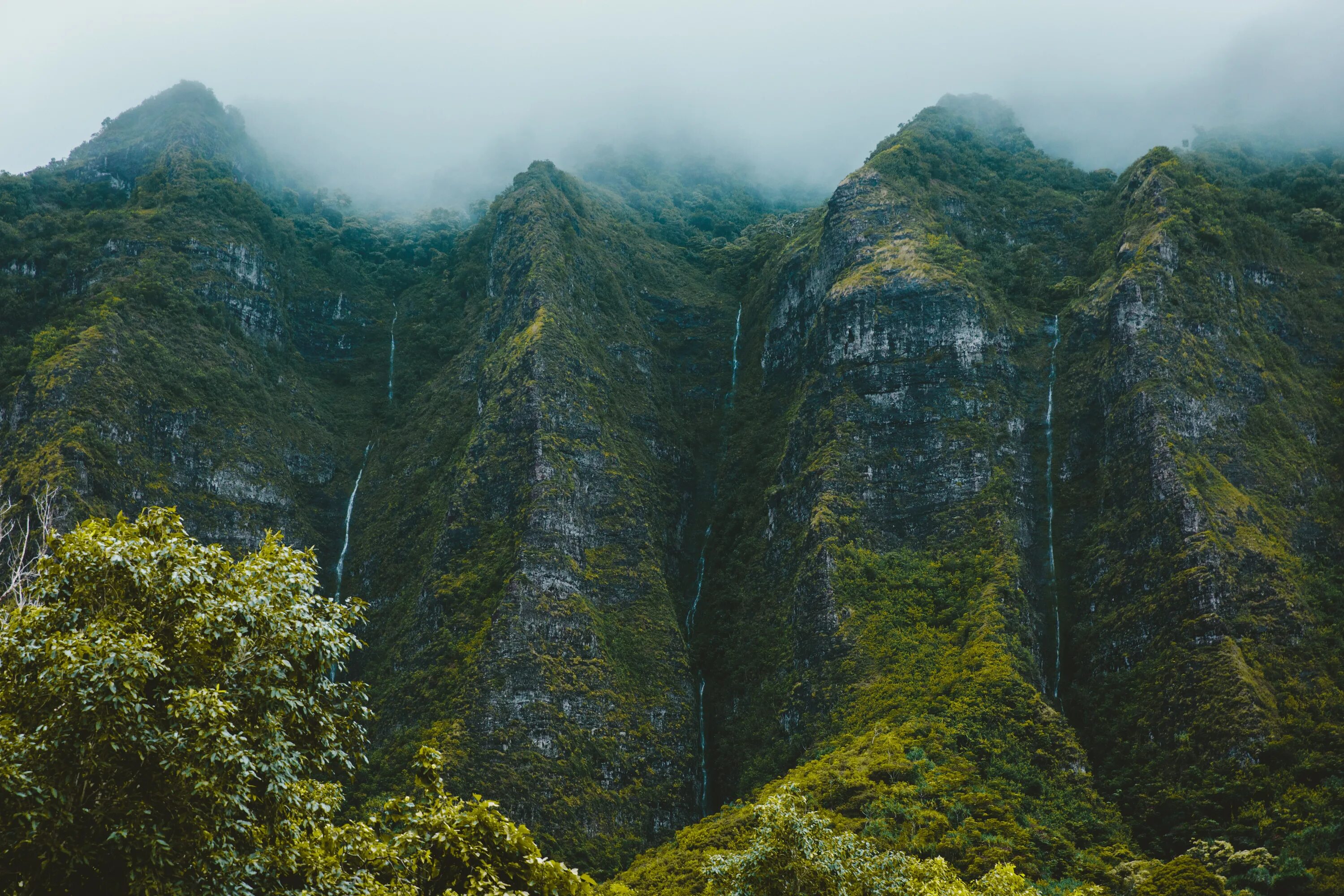Влажный холм. Тропический лес Гималаи. Джунгли Оаху. Монтеверде облачный лес, Коста Рика. Горы Хуаншань, Китай.