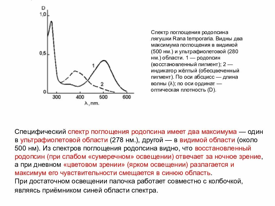 Видно максимум. Спектры поглощения родопсина и иодопсинов. уф спектр максимум 278 нм. максимум в спектре поглощения родопсина. спектры поглощения родопсина и иодопсинов, палочек и колбочек..