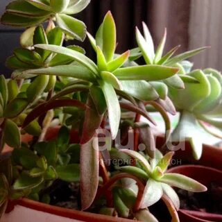 Фото: 1. crassula pubescens ssp rattray. 