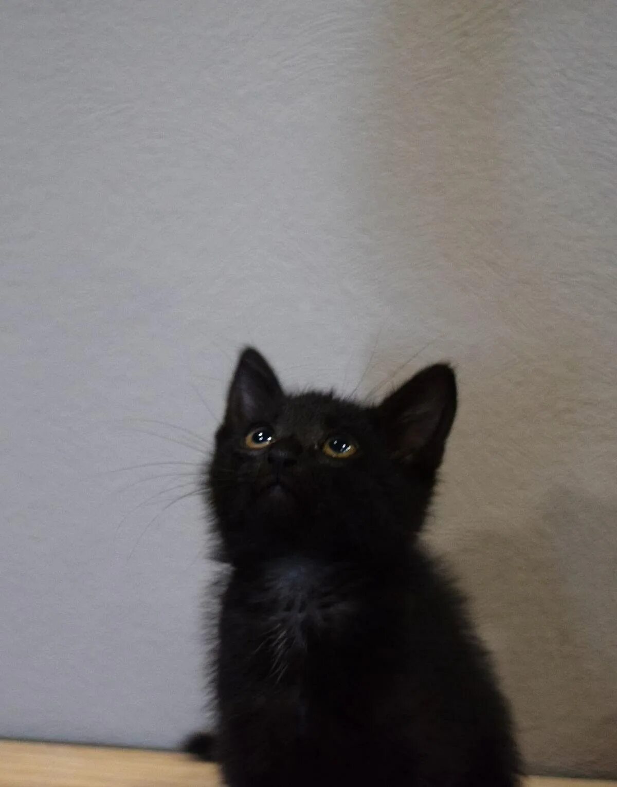 Черная ангора. Турецкая ангора черная. Турецкая ангора котята черные. Турецкая ангора кошка черная. Ангорская кошка черная котенок.