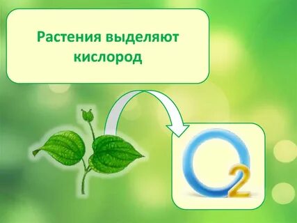Некоторые растения выделяющие кислород являются березами