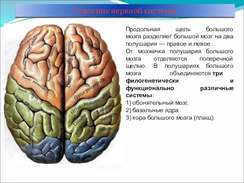 Поперечная щель большого мозга. Асимметрия головного мозга. Менингиома межполушарная. Липома мозолистого тела мрт. Перикаллезная липома мозолистого тела.