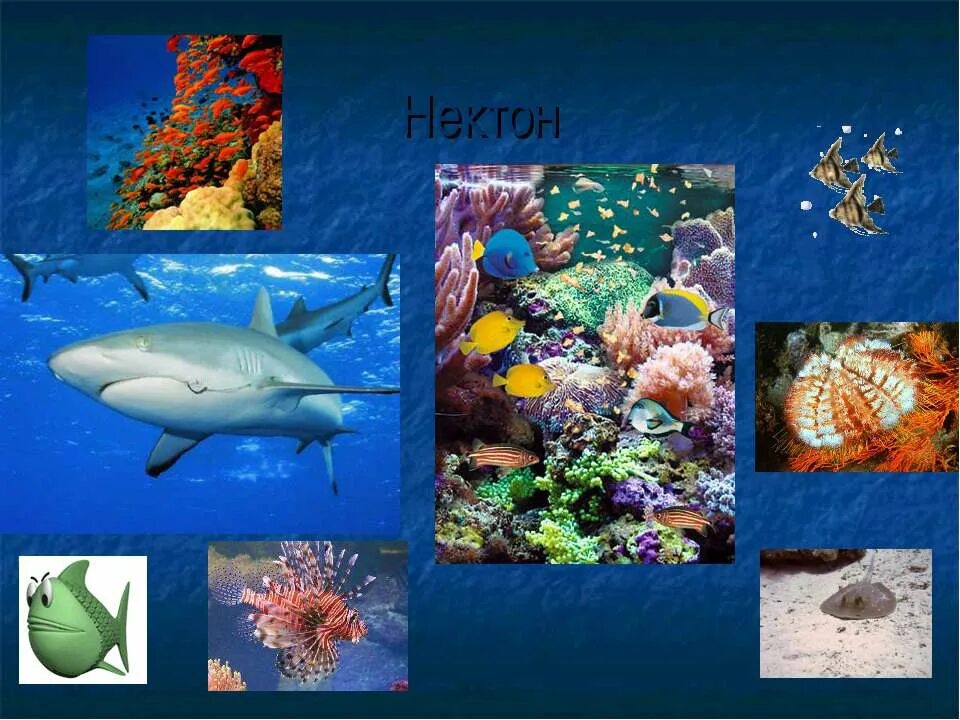 Подготовить сообщение жизнь в океане. Планктон Нектон бентос. Жизнь в океане Нектон. Живые организмы обитающие в Водах мирового океана. Обитатели океана Нектон.