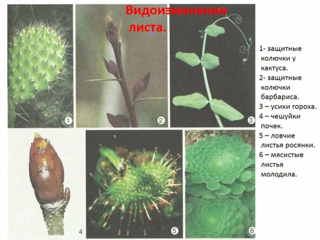 Видоизмененные почки листа. Растения с видоизмененными листьями. Видоизмененные листья растений. Чешуи видоизмененные листья.