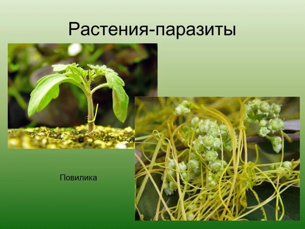 Повилика заразиха раффлезия. Повилика заразиха омела. Повилика автотроф. Гаустории повилики. Распределите предложенные растения по группам растения паразиты