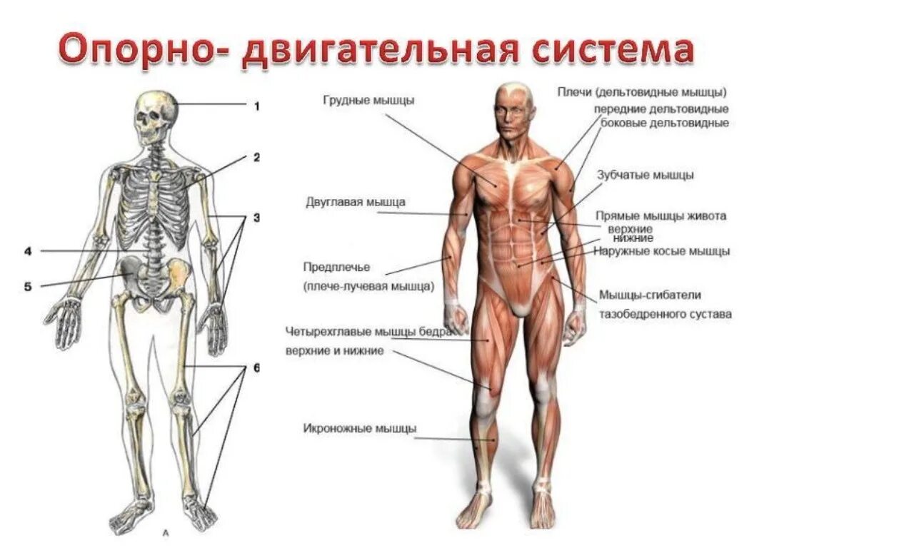 К нарушениям опорно двигательного аппарата относят. Строение опорно-двигательной системы человека (мышечная система).. Опорно двигательная система система человека схема. Схема функции опорно двигательной системы. Общий план строения опорно двигательного аппарата.