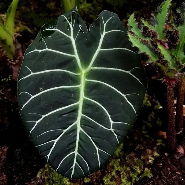 Pin on Rare Houseplants