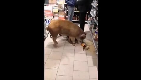 Свинья пришла