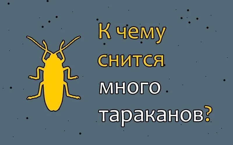 К чему снится таракан женщине большой один. К чему снится много тараканов. К чему снятся тараканы женщине. К чему снятся тараканы женщине живые.