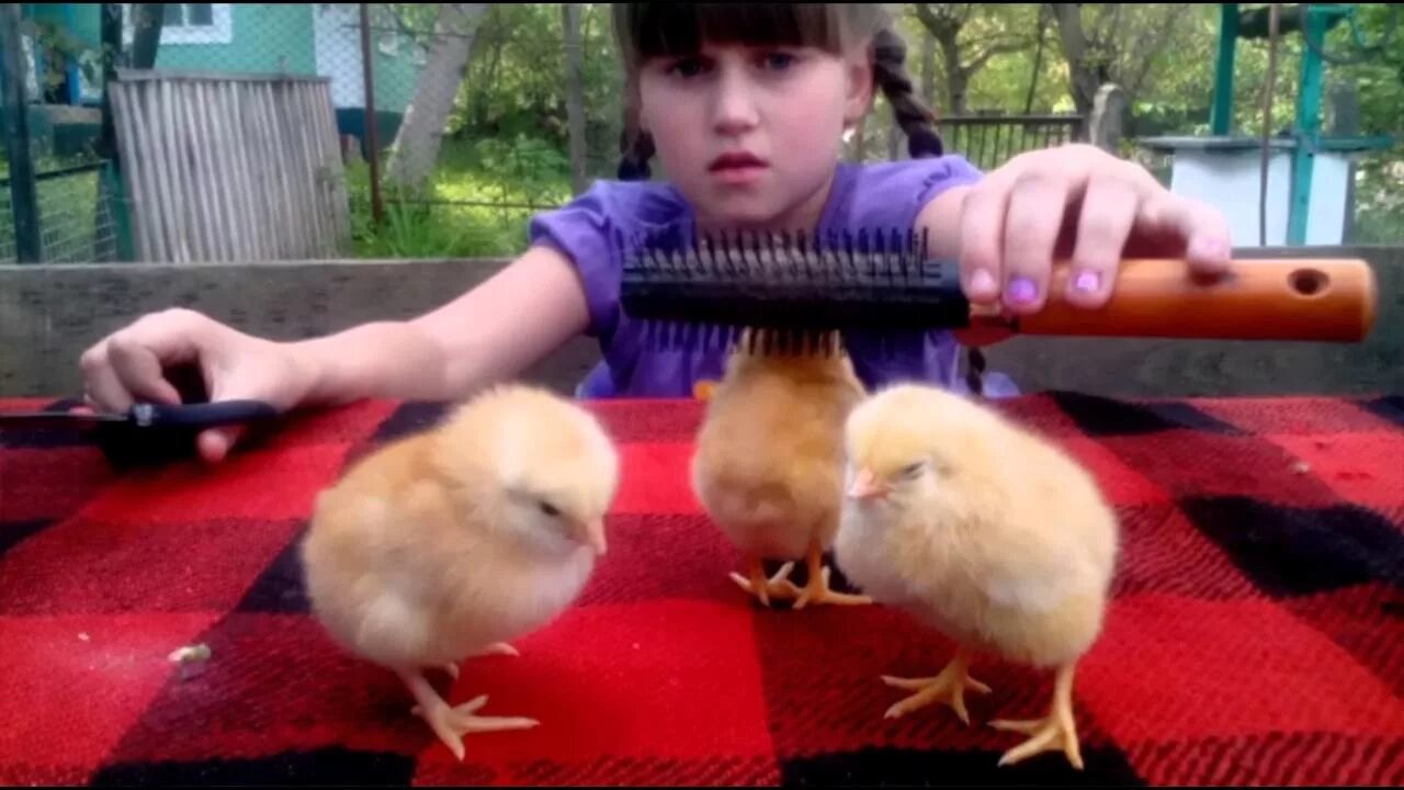 Цыплята с прической на голове. Прическа под цыпленка. Цыпленку делают стрижку. Цыпленок прическа под котелок.