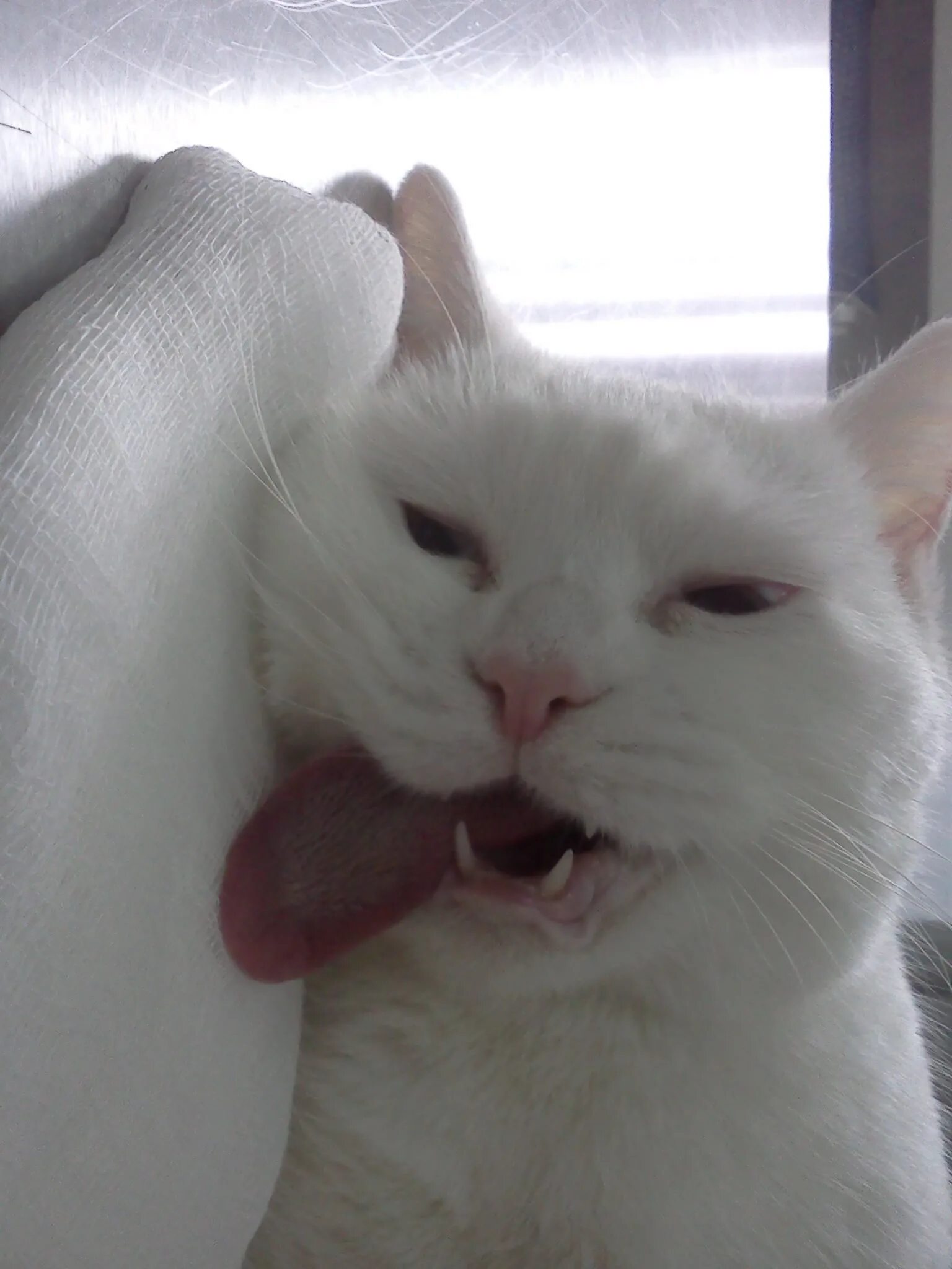 Рыжий котенок зевает. Показывает язык дразнится. Сон показать язык. Уставший кот. Рыжий котенок язык.