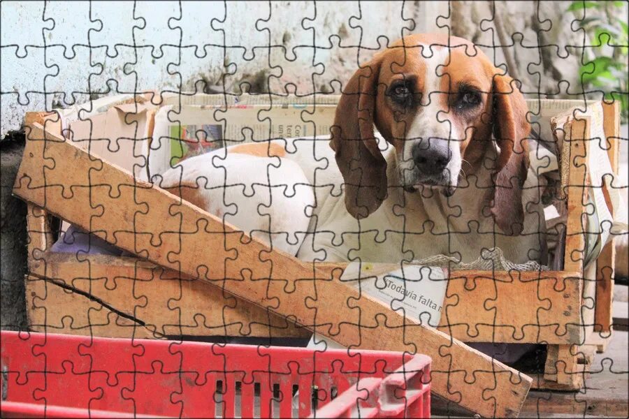 Собака с коробкой. Собака в подарок. Собака доставщик. Коробочка собачка. Щенок в коробке подарок.