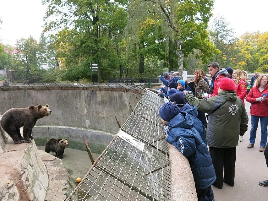 Символ калининградского зоопарка 1 из 4 животных. Зоопарк Калининград. Зоопарк в ноябре в Калининграде. Калининградский зоопарк медведи. Кустарниковые собаки Калининградский зоопарк.