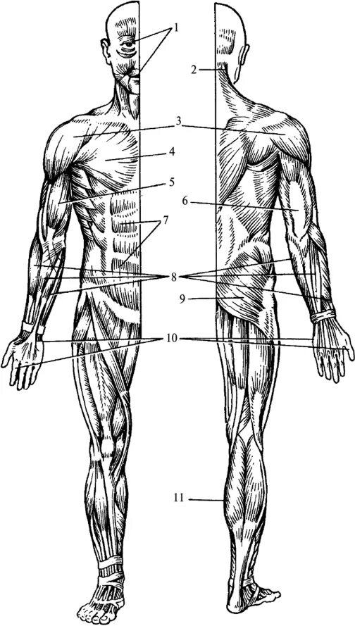 Основные мышцы для развития. Мышцы тела человека. Мышцы человека схема. Мускулатура человека схема. Мышечная система рисунок.