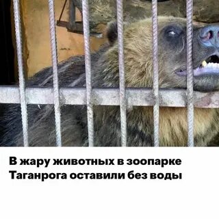 Животные таганрог