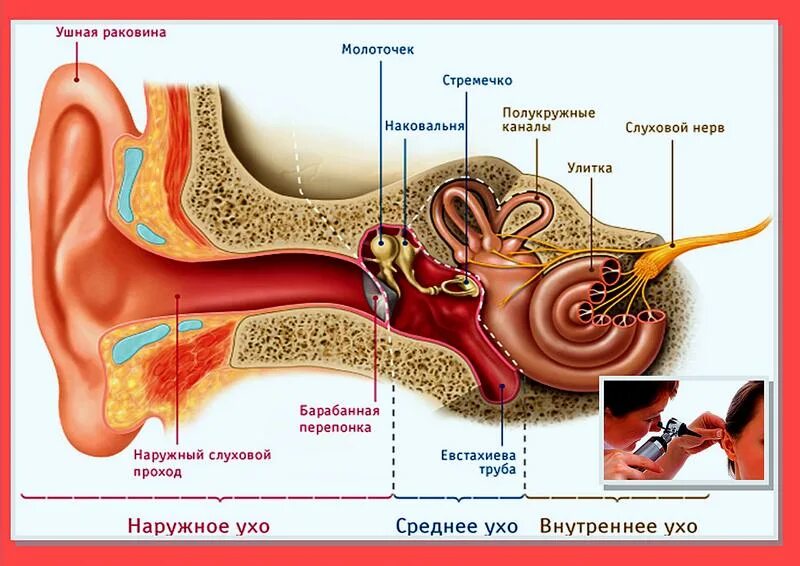 Устройство ушной раковины