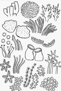 Coral drawing