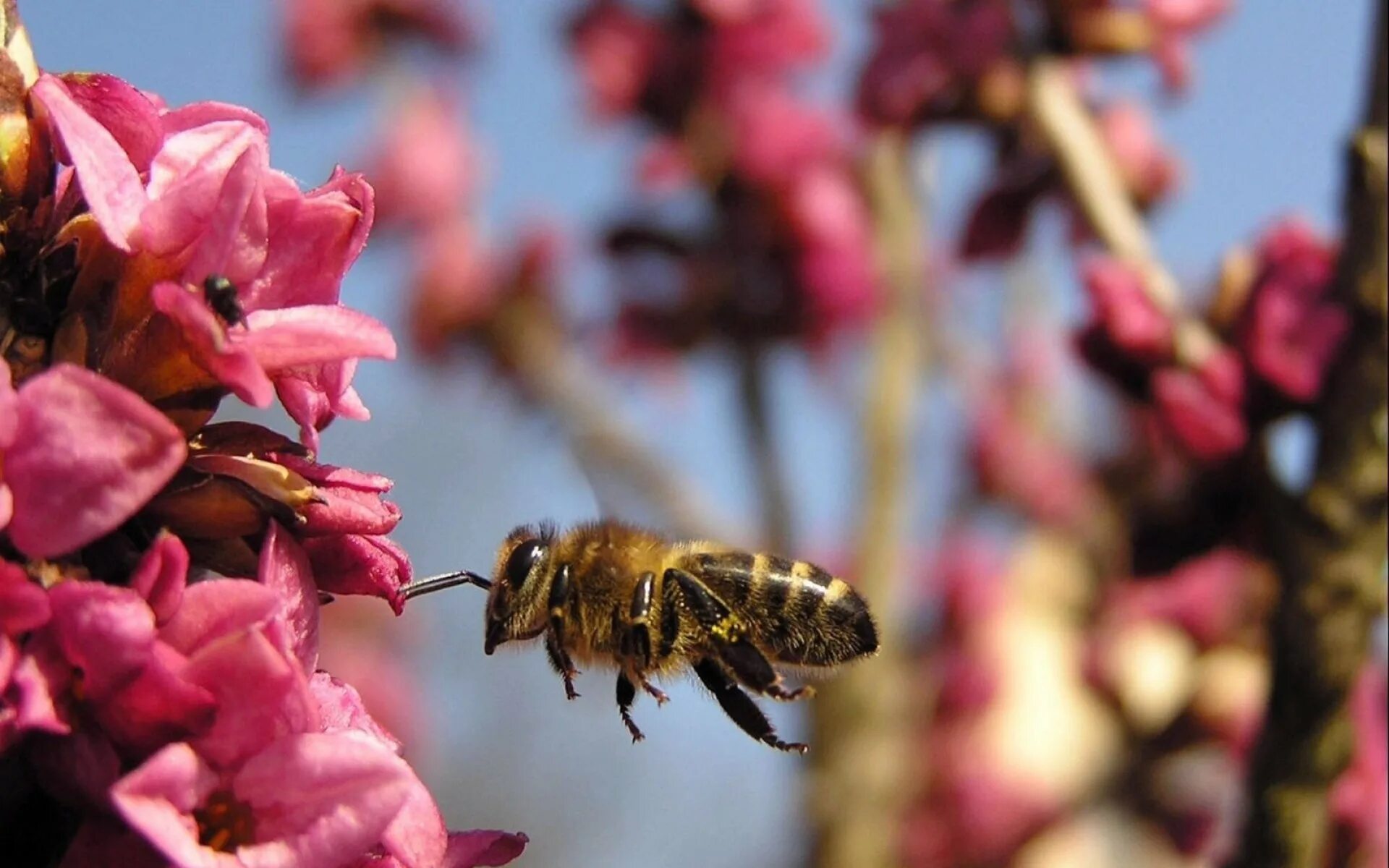Путешественница опылители. Насекомые опылители пчела. Пчелы опыляют растения. Шмель медоносный. Пчела опыляет.