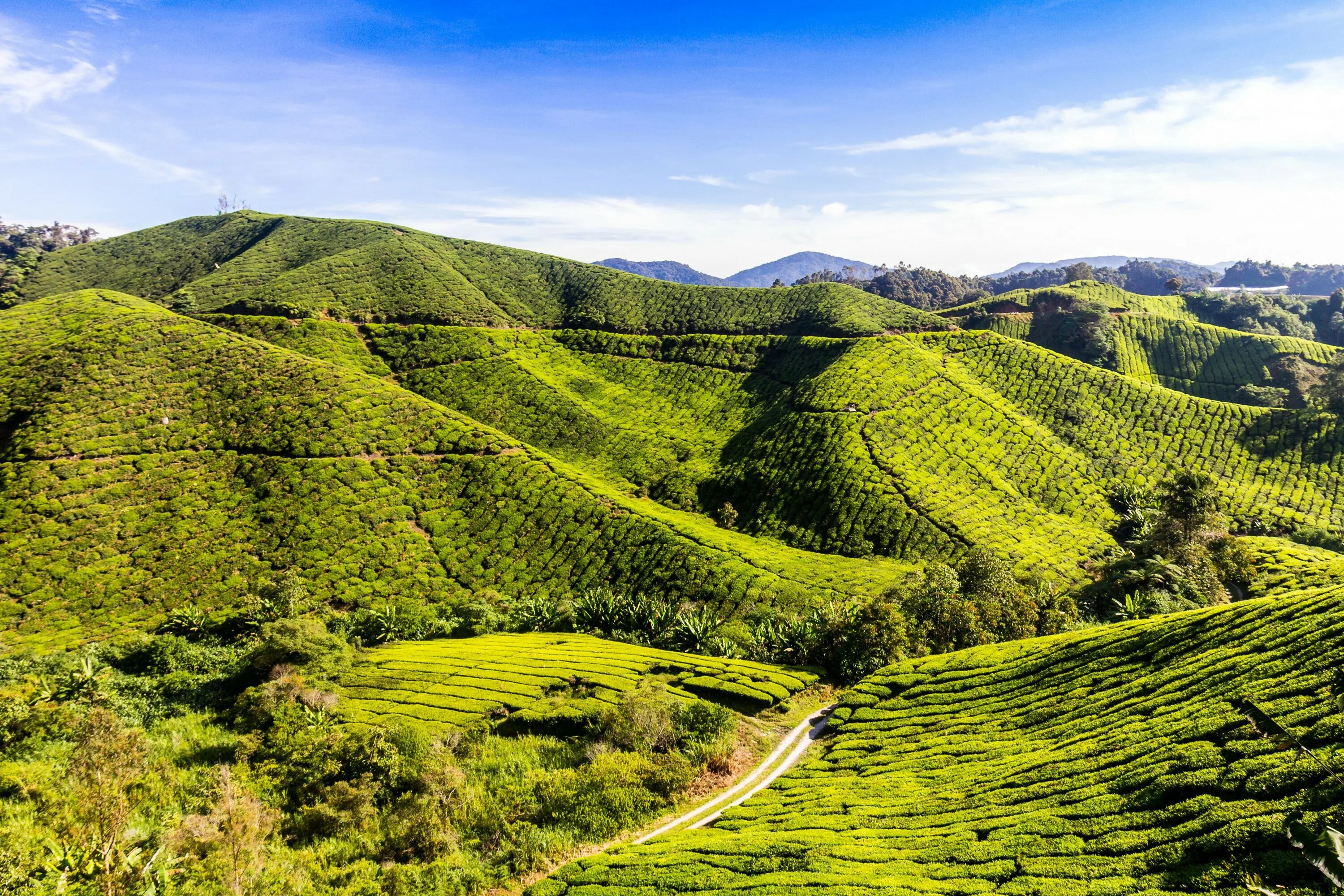 Шри Ланка Цейлон. Плантации Шри Ланки. Шри Ланка чайные плантации. Горы на Цейлоне.